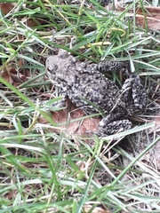 Bufo bufo