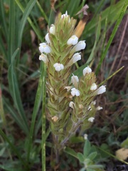 Pedicularideae