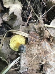 Hygrocybe