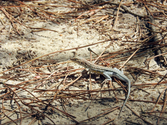 Acanthodactylus erythrurus