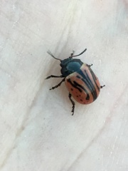 Calligrapha sigmoidea