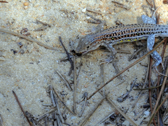 Acanthodactylus erythrurus
