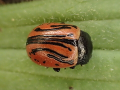 Calligrapha sigmoidea