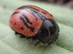 Calligrapha sigmoidea