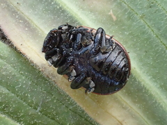 Calligrapha sigmoidea
