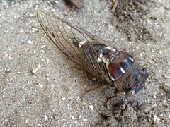 Megatibicen resonans