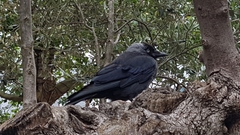 Corvus monedula