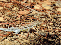 Acanthodactylus erythrurus