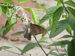 Euploea mulciber barsine