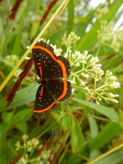 Amarynthis meneria