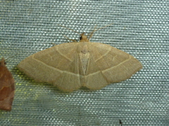 Trisateles emortualis