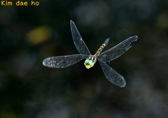 Polycanthagyna melanictera