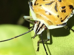 Rhynchocoris