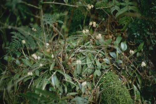 Helonias breviscapa iNat (2)