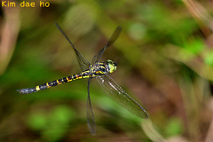 Polycanthagyna melanictera