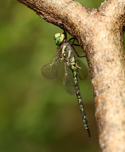 Pinheyschna subpupillata (McLachlan, 1896)