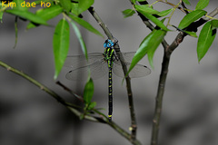 Polycanthagyna melanictera