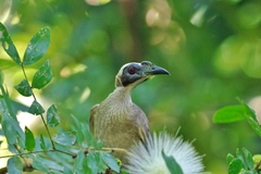 Philemon buceroides