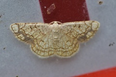 Stegania dilectaria