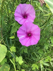 Ipomoea sagittata