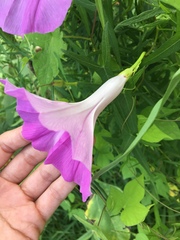 Ipomoea sagittata