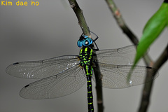 Polycanthagyna melanictera