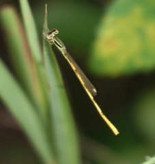 Ischnura hastata