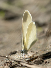 Dismorphiinae