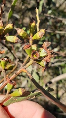 Eucalyptus froggattii