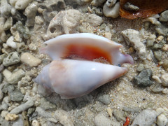 Euprotomus bulla