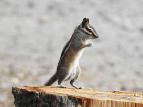 Gray-footed Chipmunk (Neotamias canipes), a species recorded in Texas