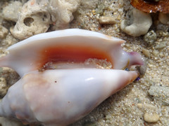 Euprotomus bulla
