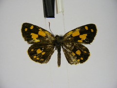 Metisella medea medea