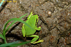 Hyla suweonensis