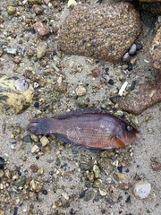 Corkwing Wrasse