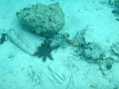 Acanthaster