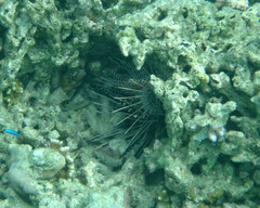 Pterois antennata