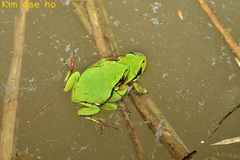 Hyla suweonensis