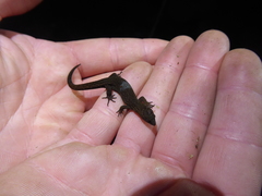 Lepidoblepharis buchwaldi