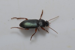 Ophonus azureus