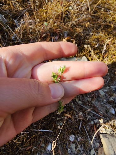 Linum corymbulosum (Linum corymbulosum)
