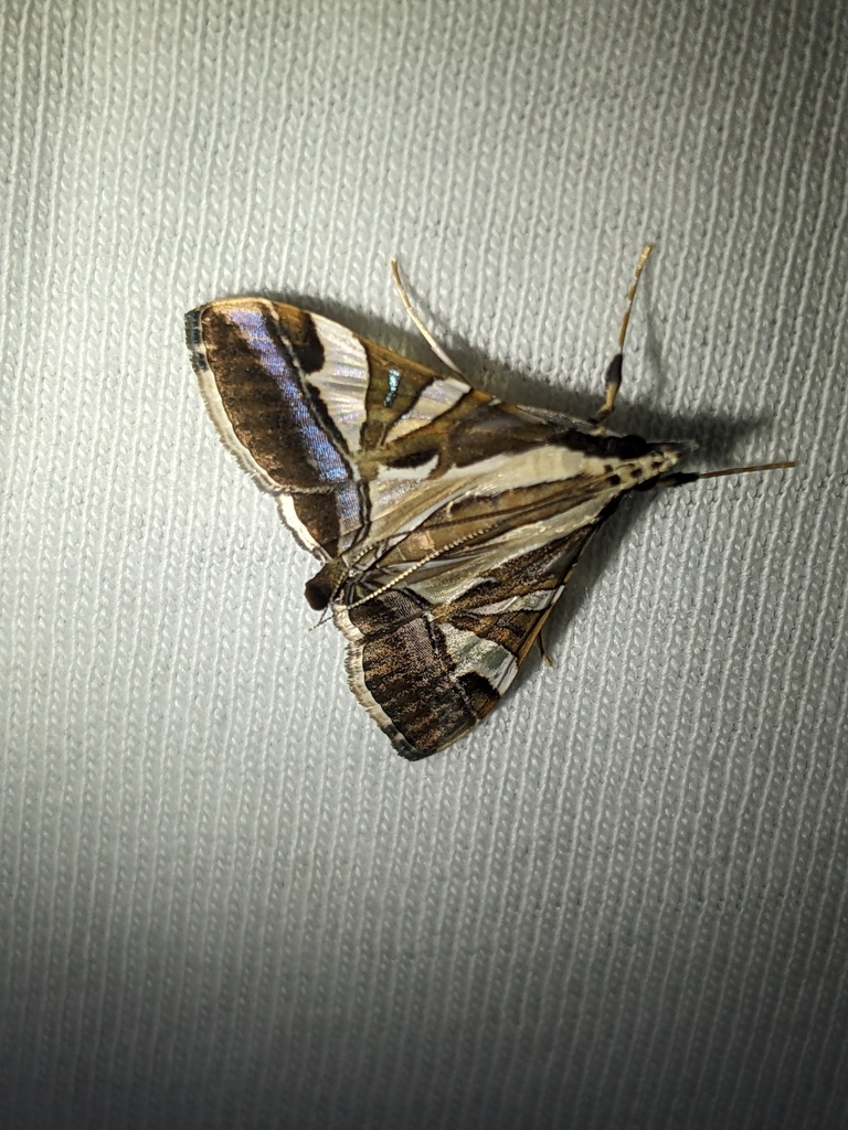 Agrioglypta itysalis (Agrioglypta itysalis)