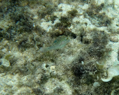 Canthigaster bennetti