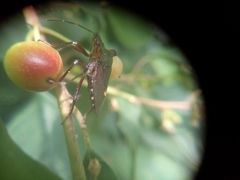 Pentatoma rufipes