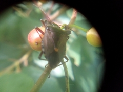 Pentatoma rufipes