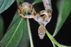 Leptodeira polysticta