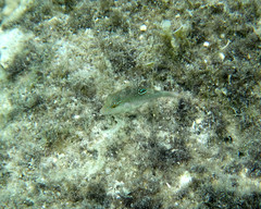 Canthigaster bennetti