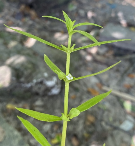 Bacopa floribunda observed 2024-10-19