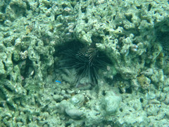 Echinothrix calamaris