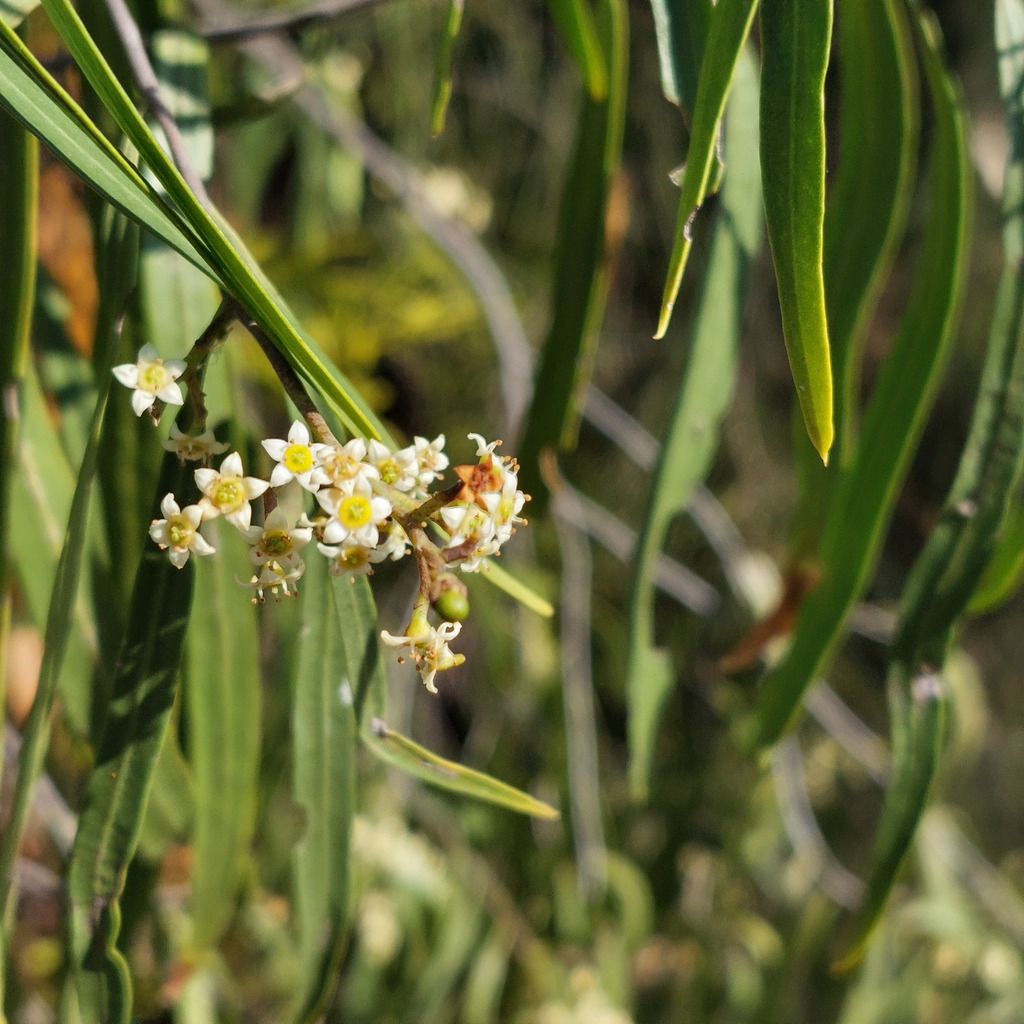 Geijera parviflora - council-listed tree